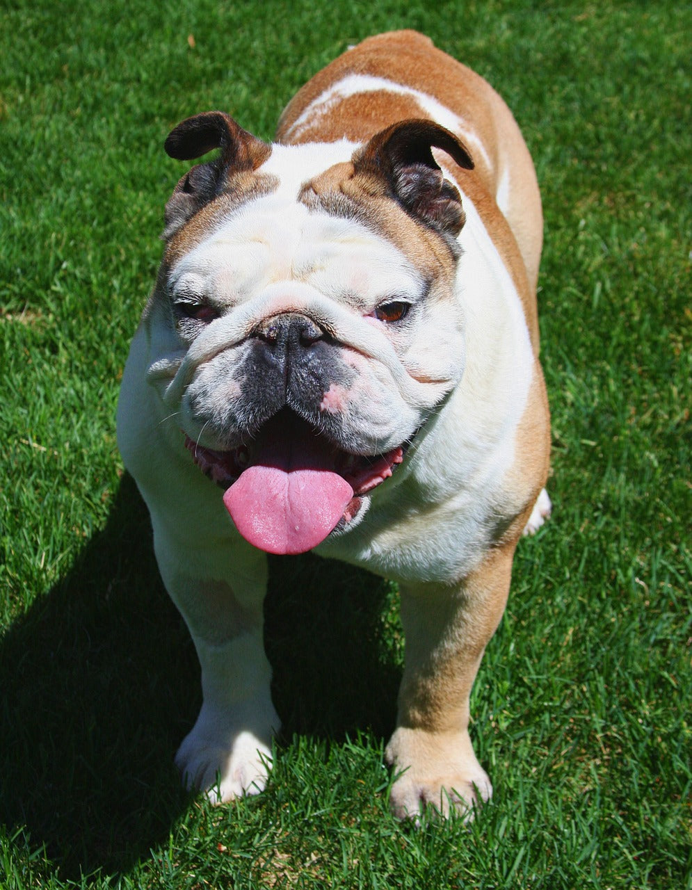 Bulldog Englez